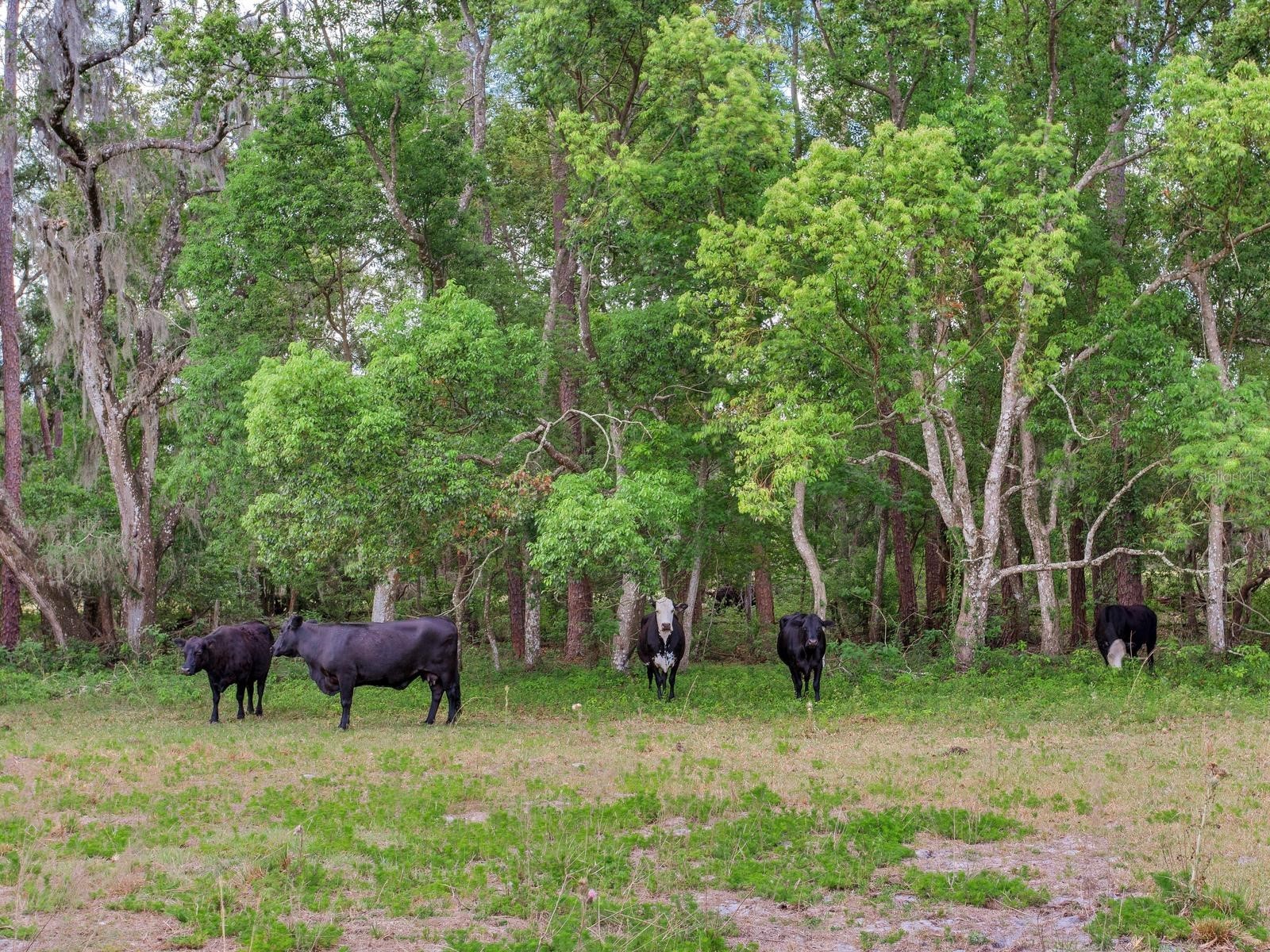  Thonotosassa FL 33592 TB8505252 image17