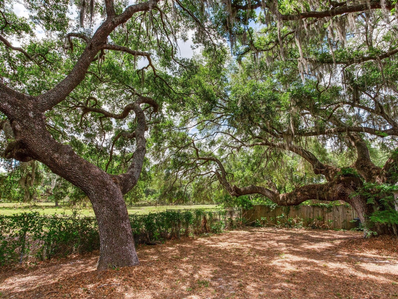  Thonotosassa FL 33592 TB8505252 image18