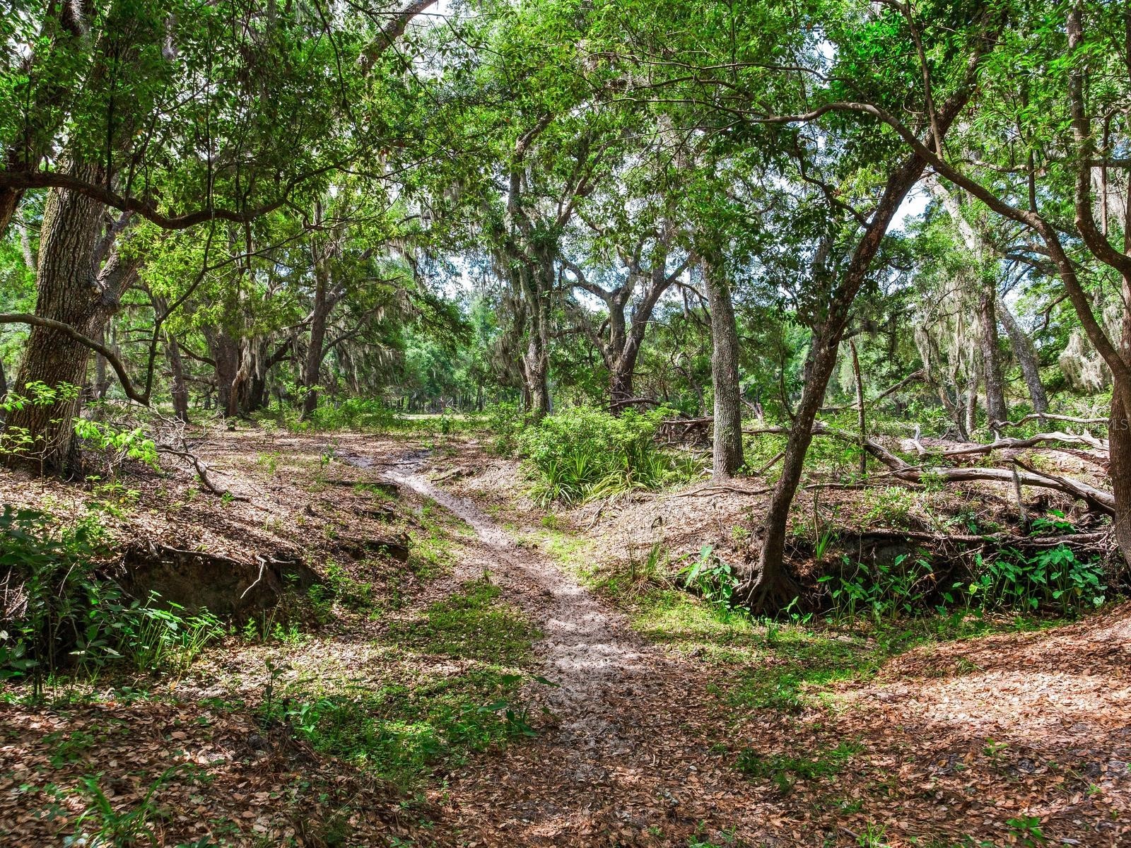  Thonotosassa FL 33592 TB8505252 image3