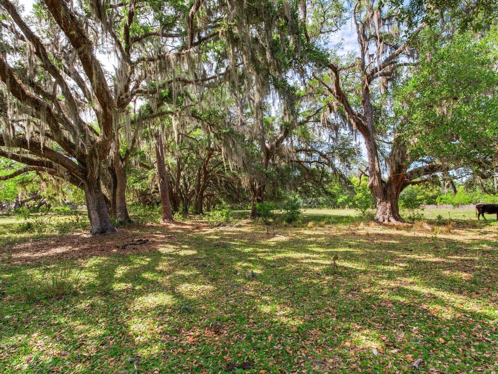  Thonotosassa FL 33592 TB8505252 image6