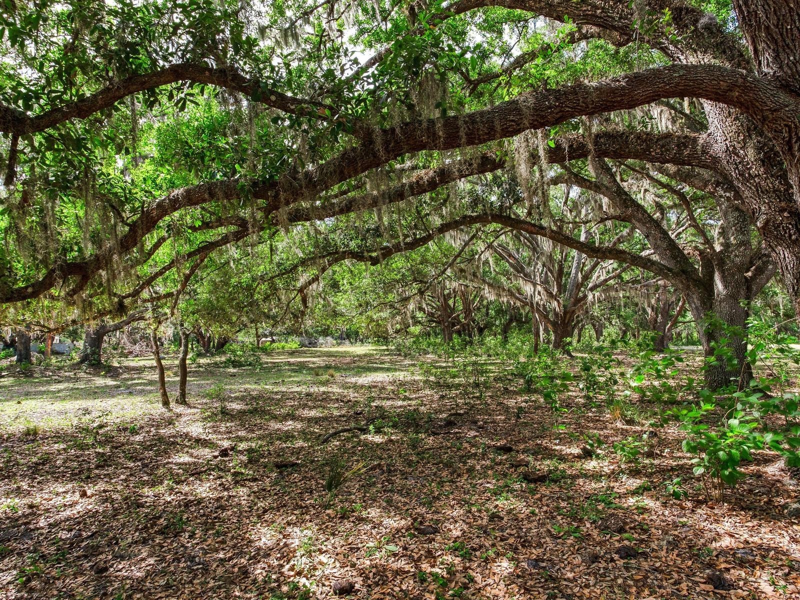  Thonotosassa FL 33592 TB8505252 image7