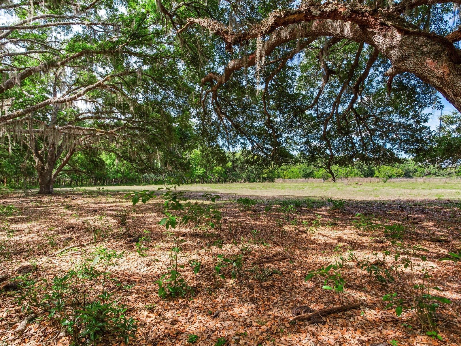  Thonotosassa FL 33592 TB8505252 image8