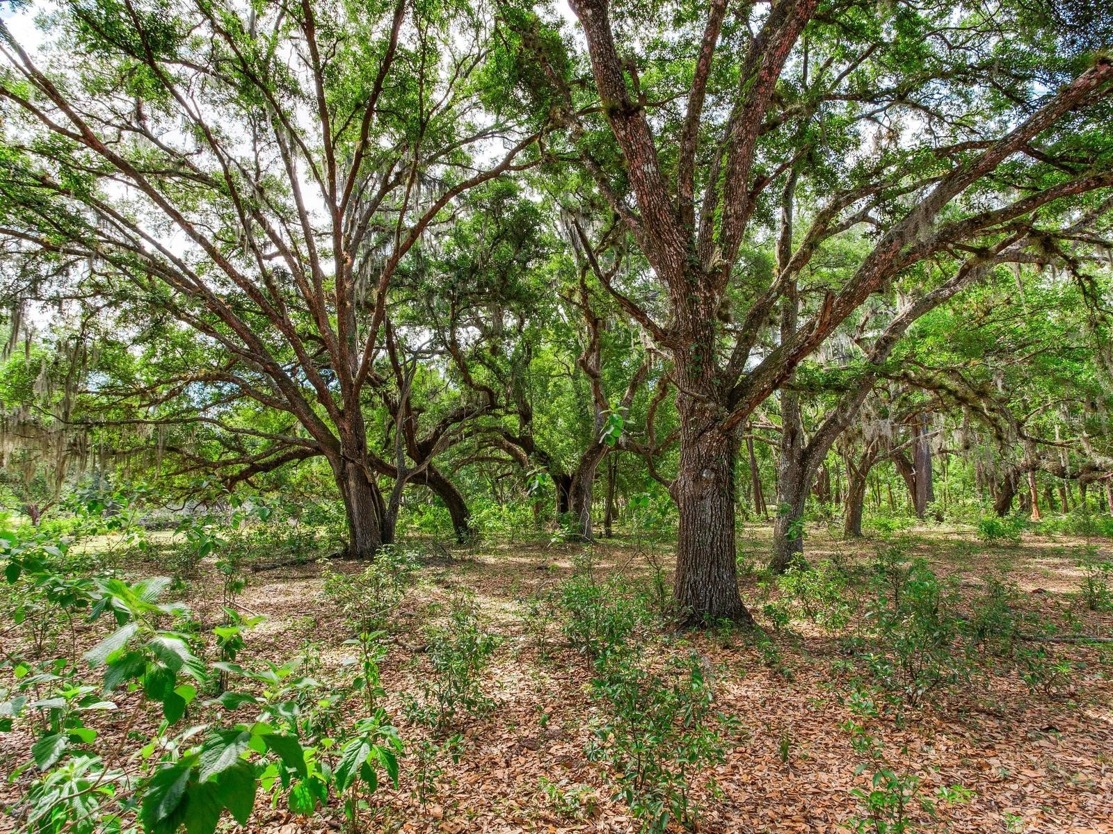  Thonotosassa FL 33592 TB8505252 image9
