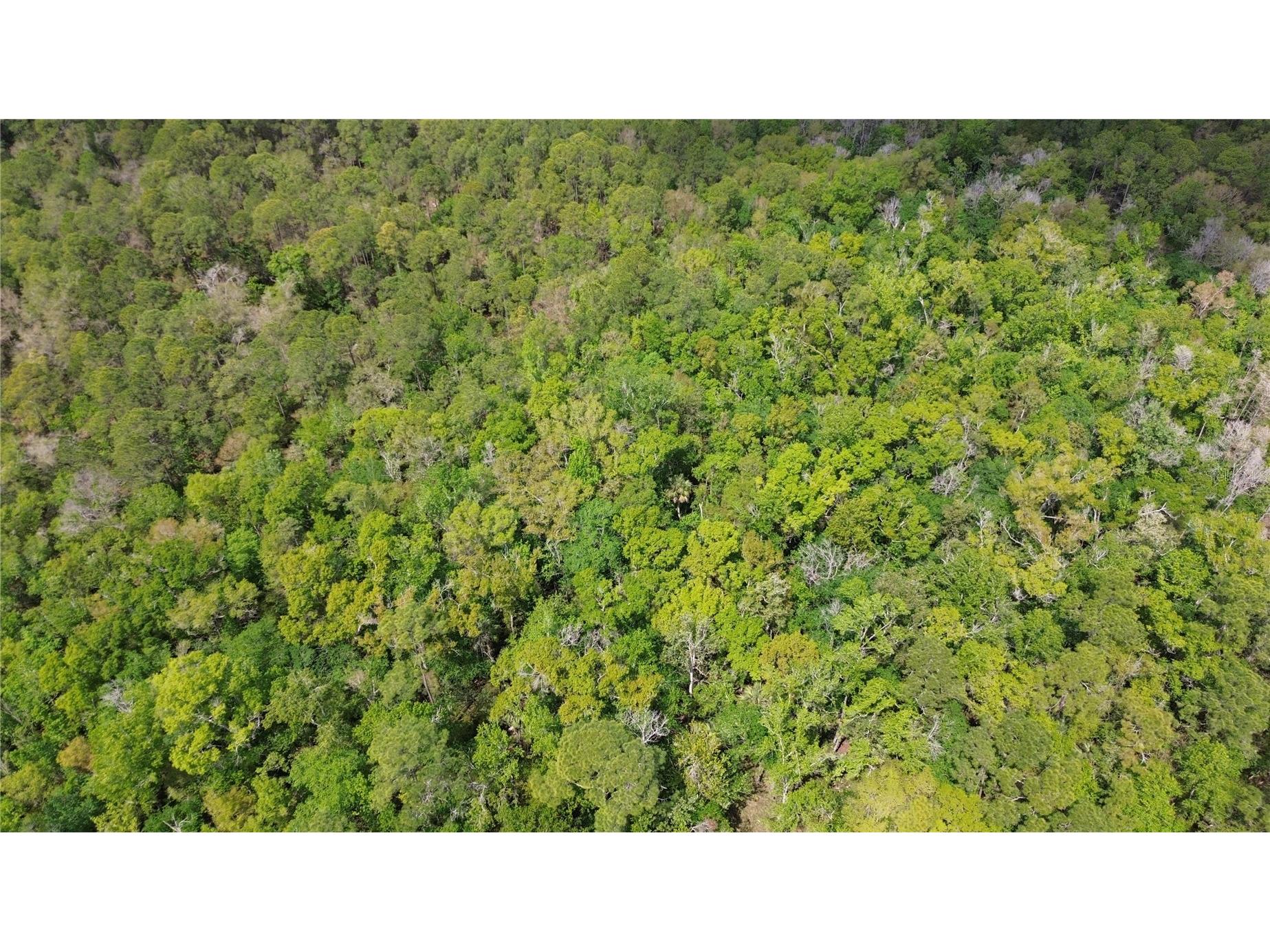 Unassigned Wesley Chapel FL 33544 TB8486675 image15