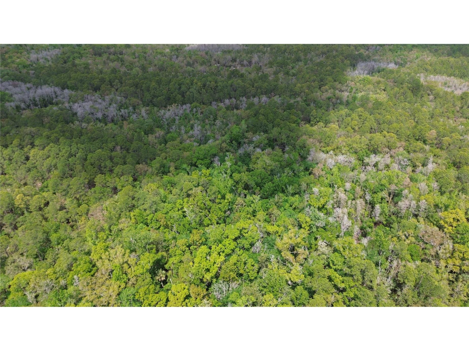 Unassigned Wesley Chapel FL 33544 TB8486685 image13