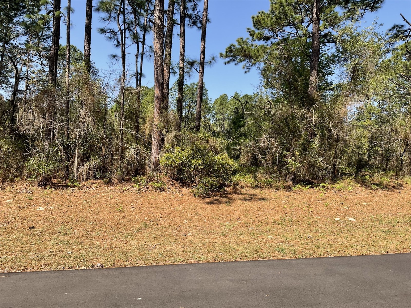 Undetermined Dunnellon FL 34432 O6394858 image3