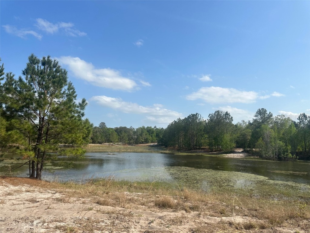 Undetermined Weirsdale FL 32195 OM656702 image1