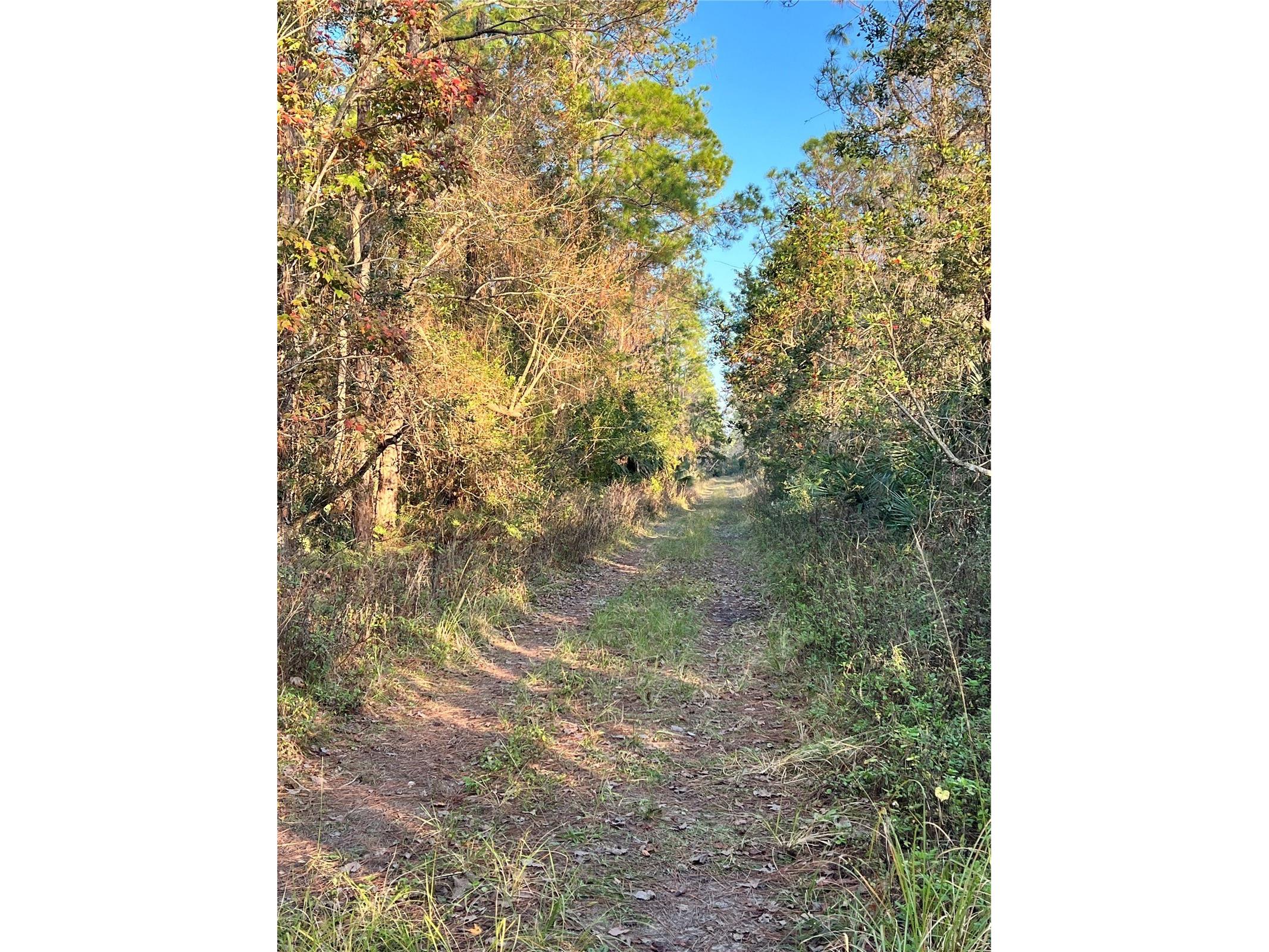 University Highlands/ Deland Crossings Deland FL 32724 V4946578 image1