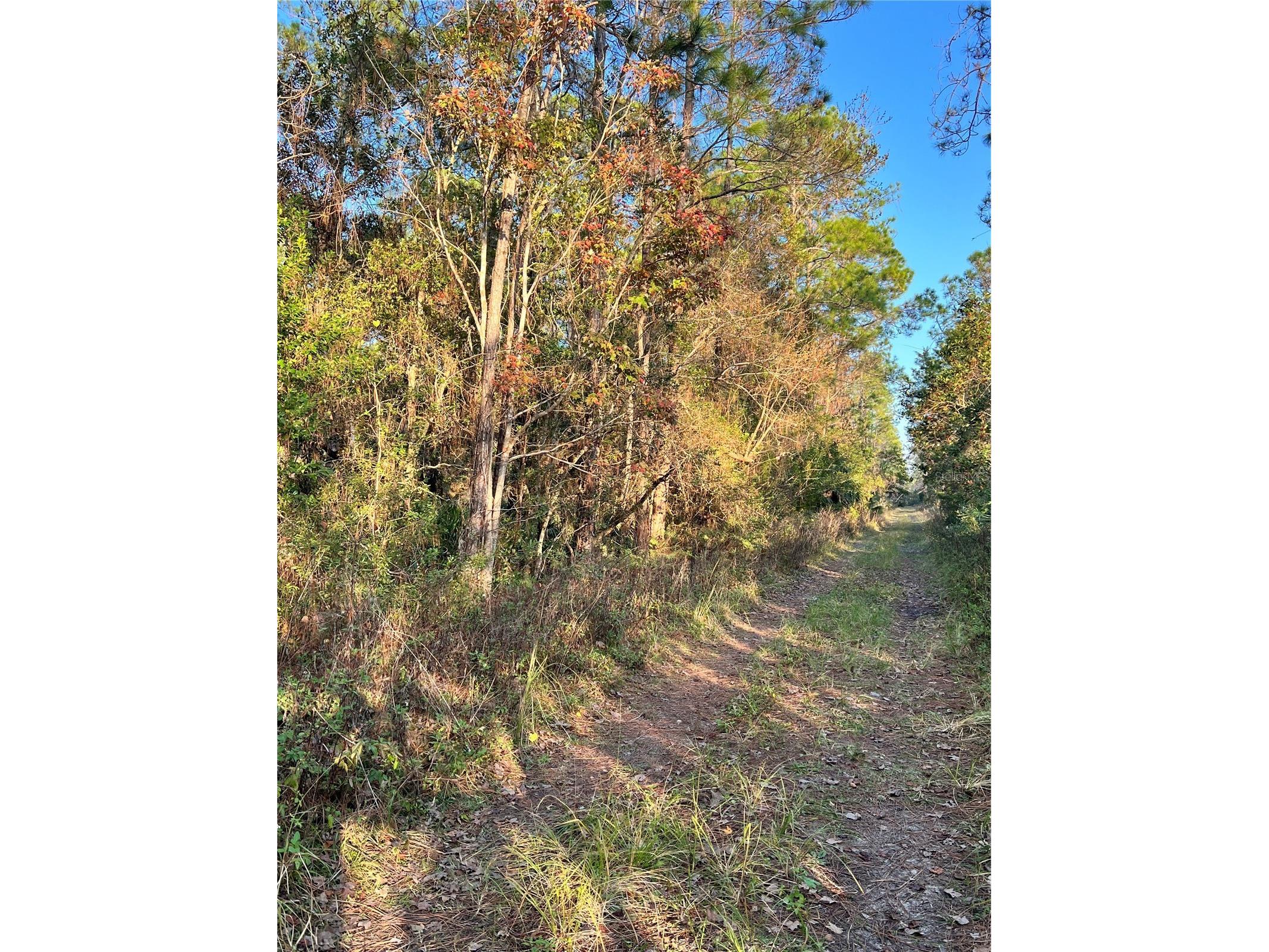 University Highlands/ Deland Crossings Deland FL 32724 V4947058 image3