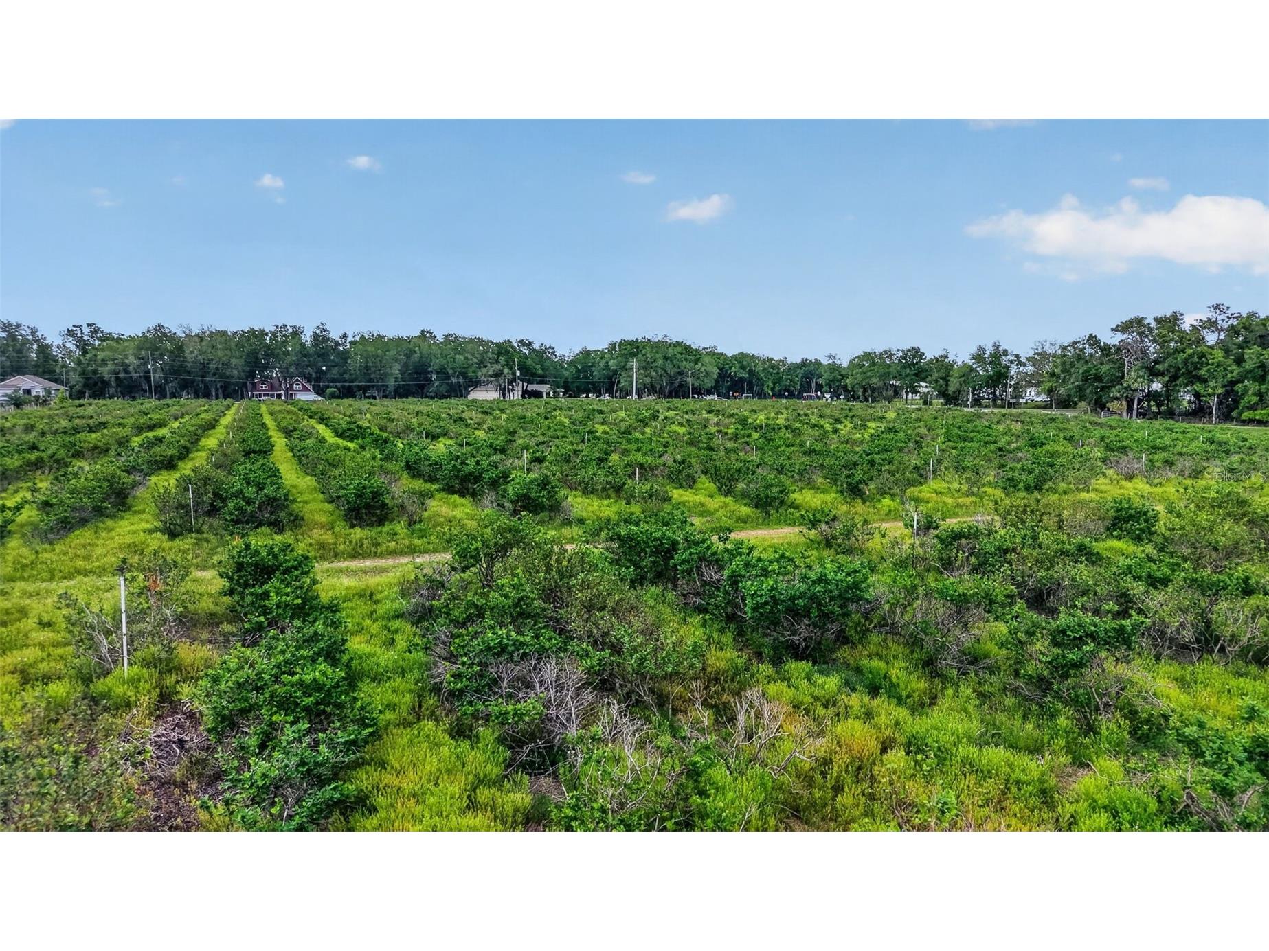 Urick Street Fruitland Park FL 34731 G5110813 image14
