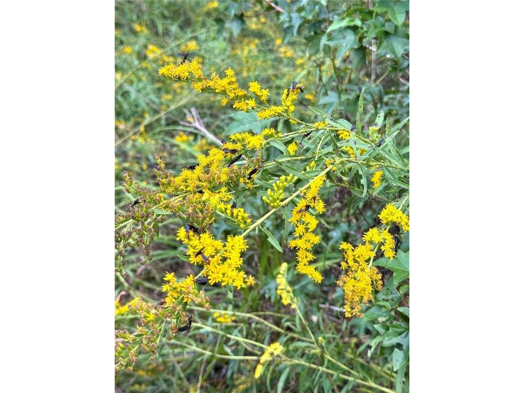 Us 27 N Ocala FL 34482 OM709429 image6