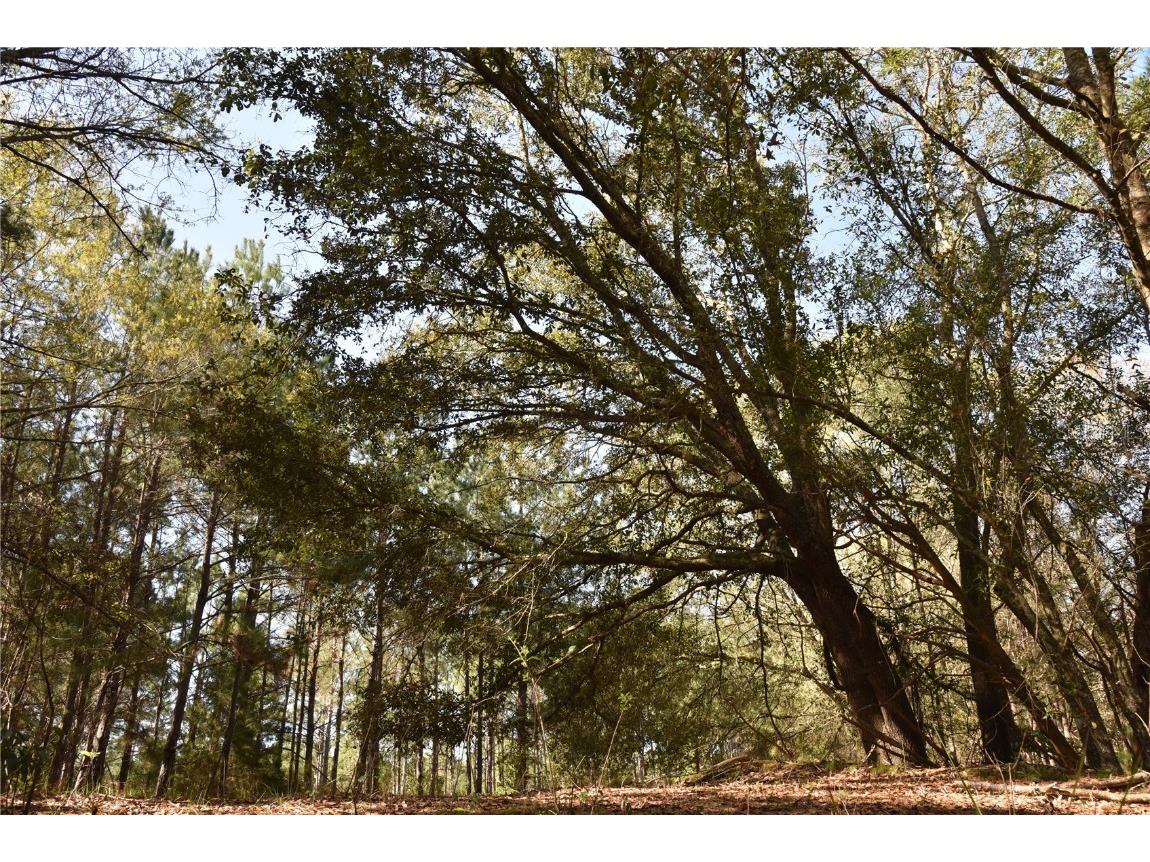 Us-301 Hawthorne FL 32640 OM697410 image1