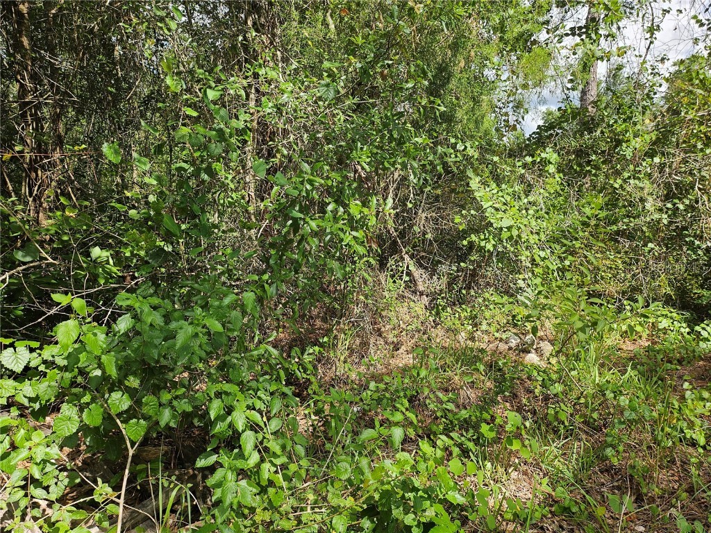 Us Highway 41 Spring Hill FL 34610 TB8413434 image5