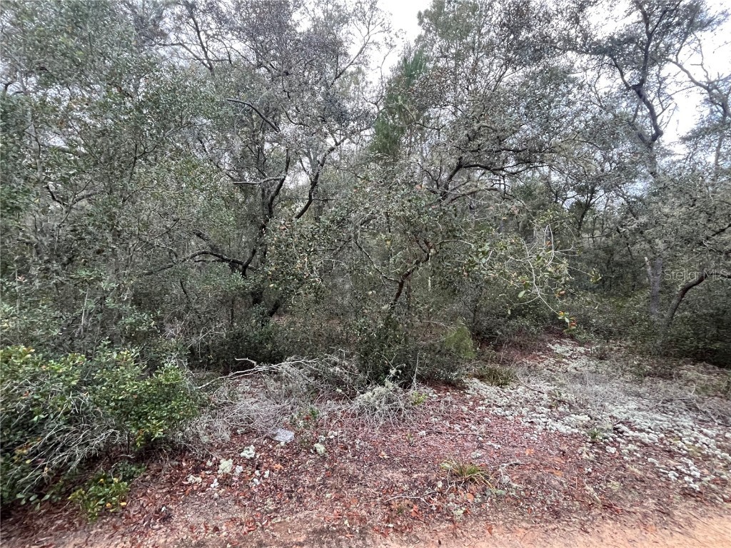 Virginia Interlachen FL 32148 OK224692 image1