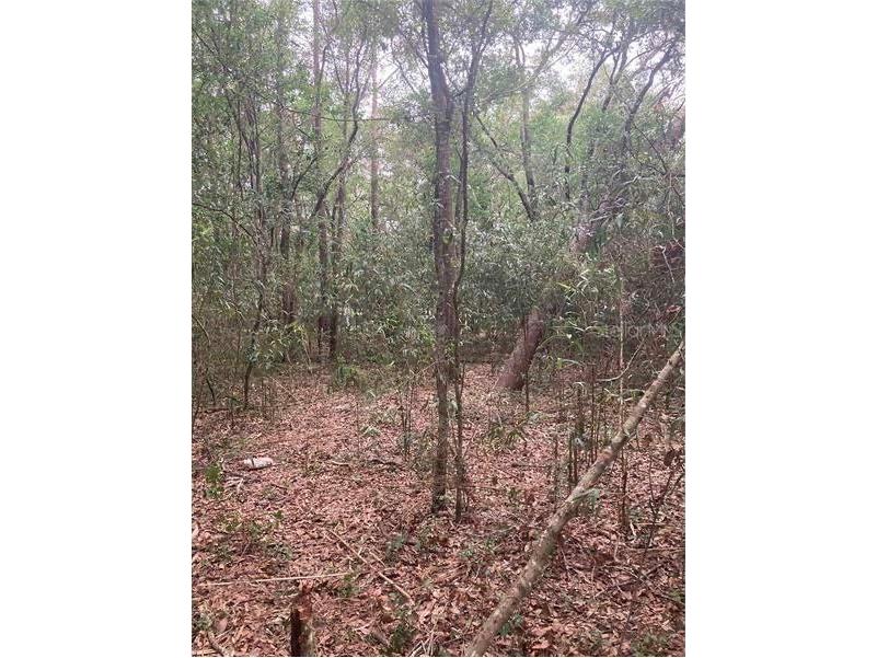 Virginia Road Altoona FL 32702 O6373779 image1