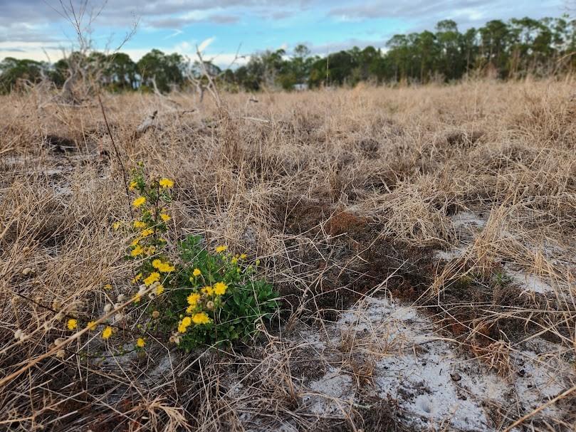 W Frostproof Road #LOT 10 Frostproof FL 33843 G5083162 image35