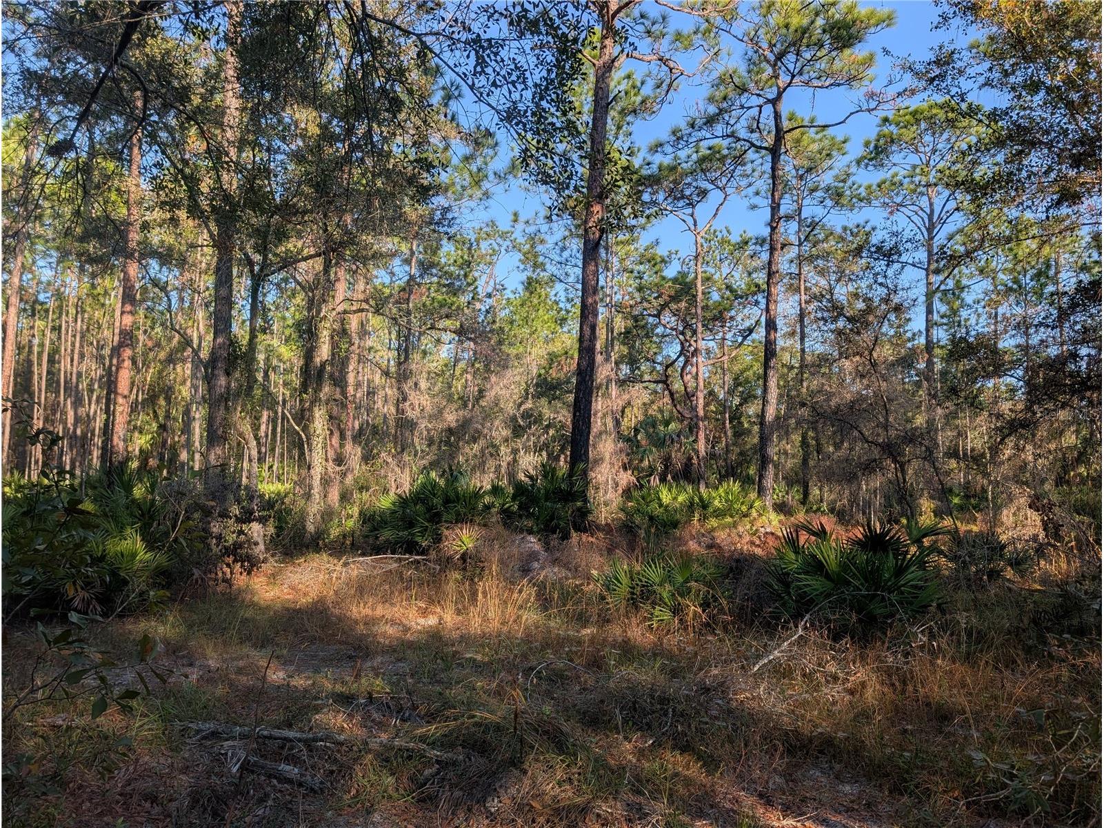 W Rosedale Drive Homosassa FL 34448 A4677677 image6