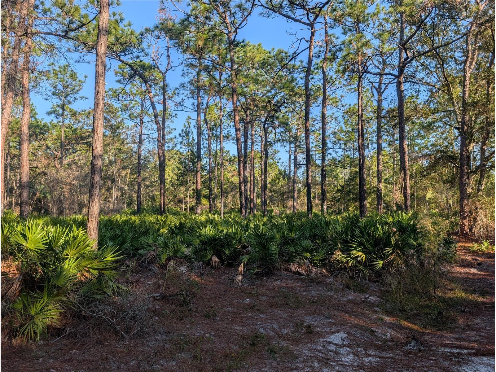 W Rosedale Drive Homosassa FL 34448 A4677677 image7