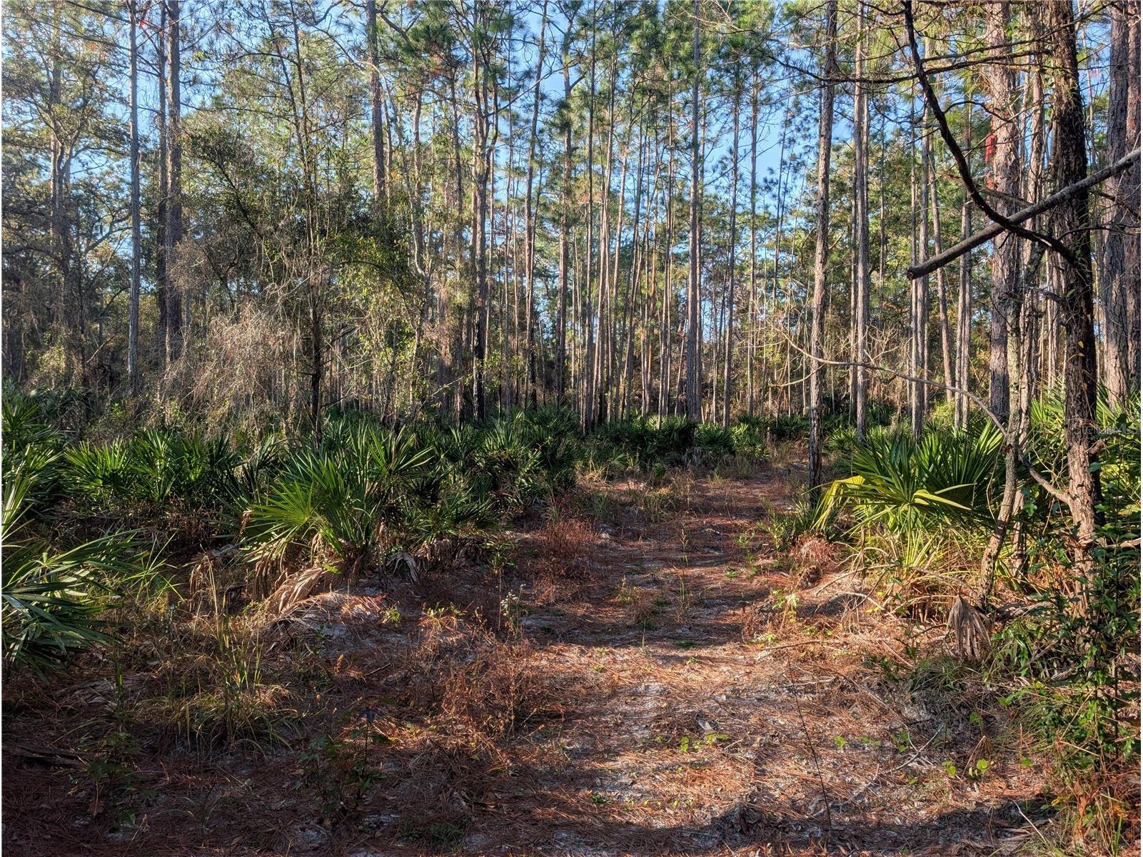 W Rosedale Drive Homosassa FL 34448 A4677678 image6