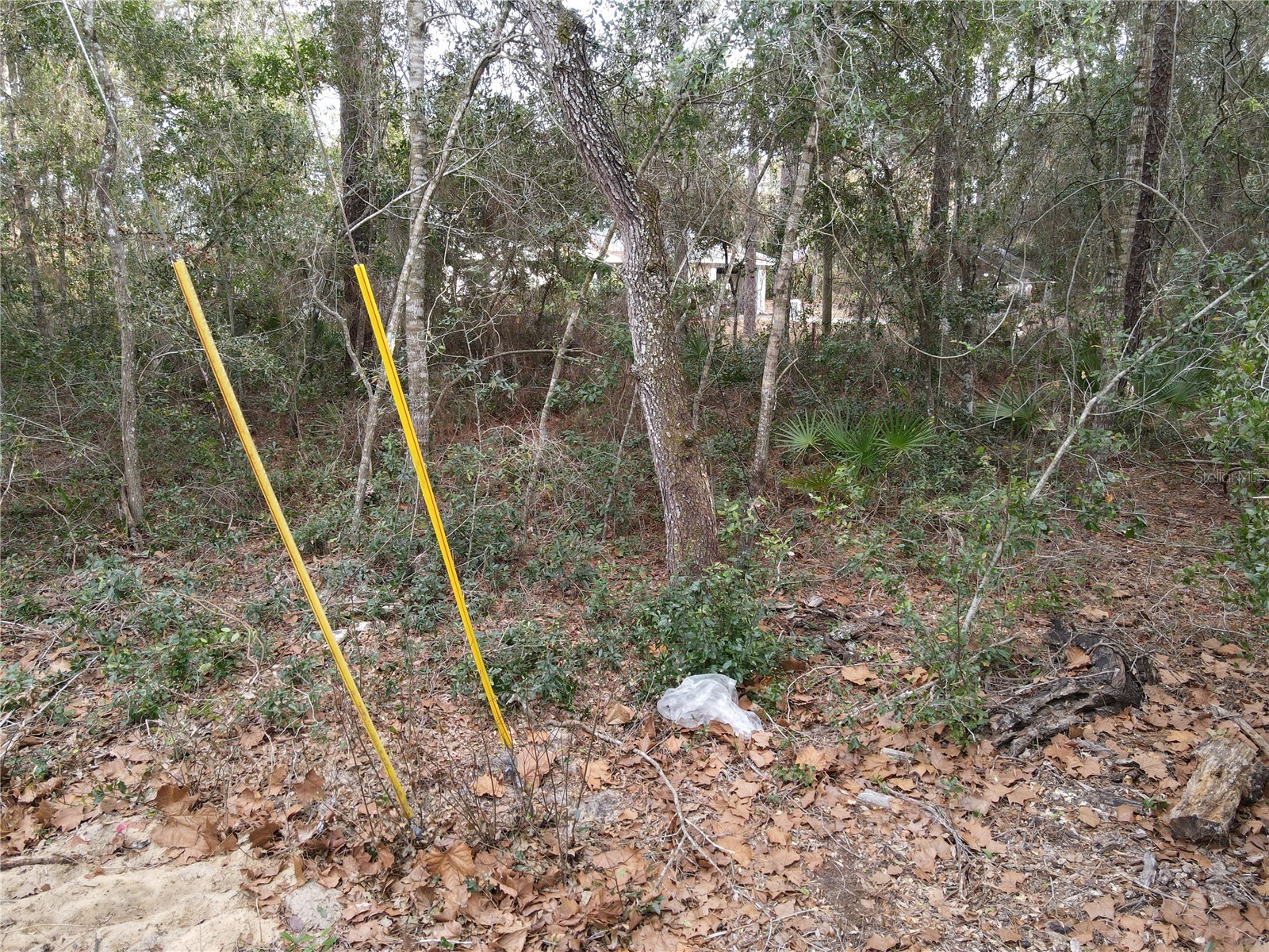 W Seventh Avenue Umatilla FL 32784 G5112281 image4