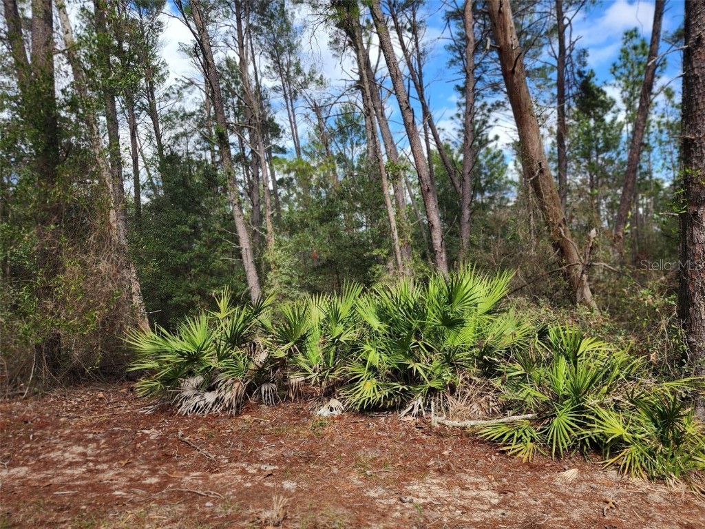 W Woodland Drive Perry FL 32348 GC517994 image1