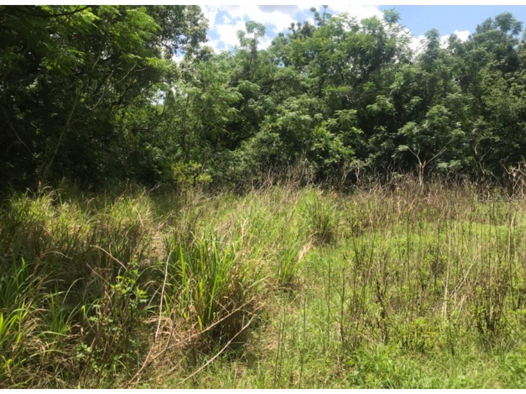 Wadsworth Road Mount Dora FL 32757 O6157599 image1