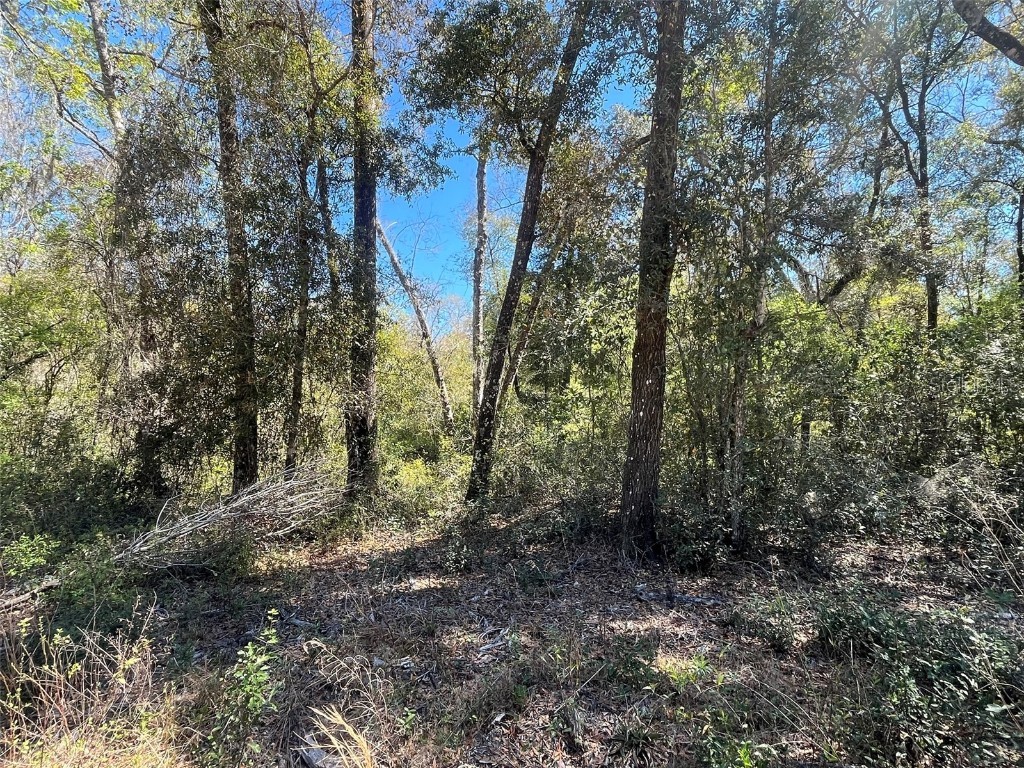 Walker Interlachen FL 32148 OK225020 image2