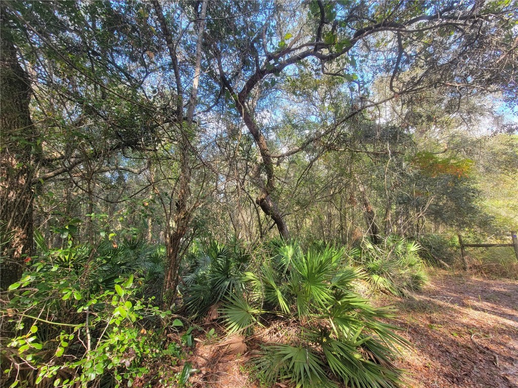 Watt Street Webster FL 33597 TB8446392 image2