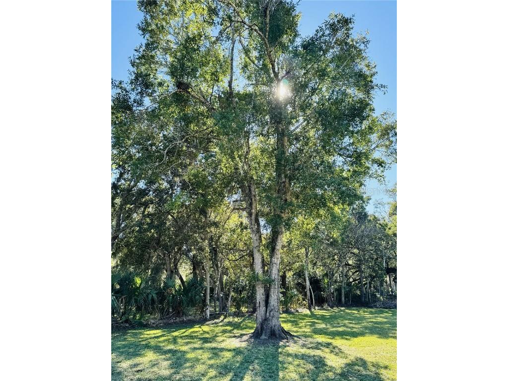 Whitehall Street Daytona Beach FL 32114 O6366605 image5