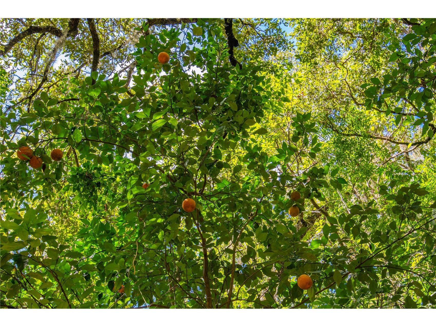 Whitman Road Brooksville FL 34601 T3552880 image15