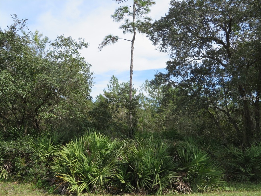 Willingham Road Chuluota FL 32766 T3337255 image1