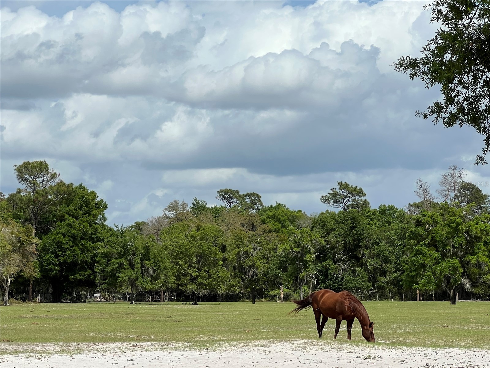 Winterwillow Lane Eustis FL 32736 G5110156 image14