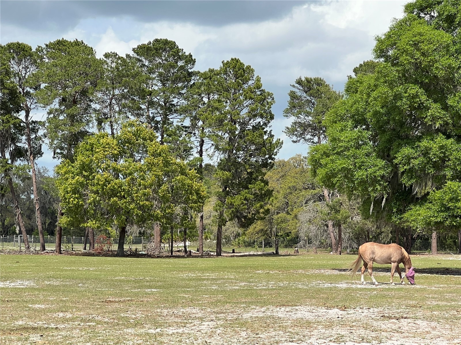 Winterwillow Lane Eustis FL 32736 G5110156 image8