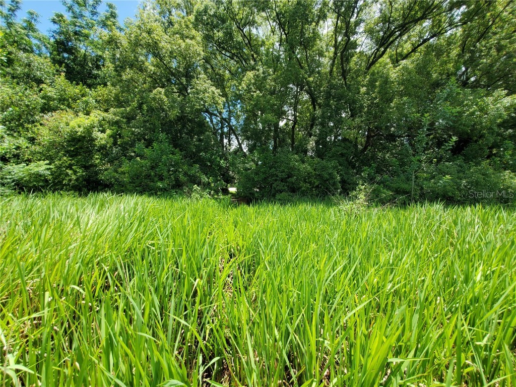 Woodland Avenue Lakeland FL 33801 L4924795 image12