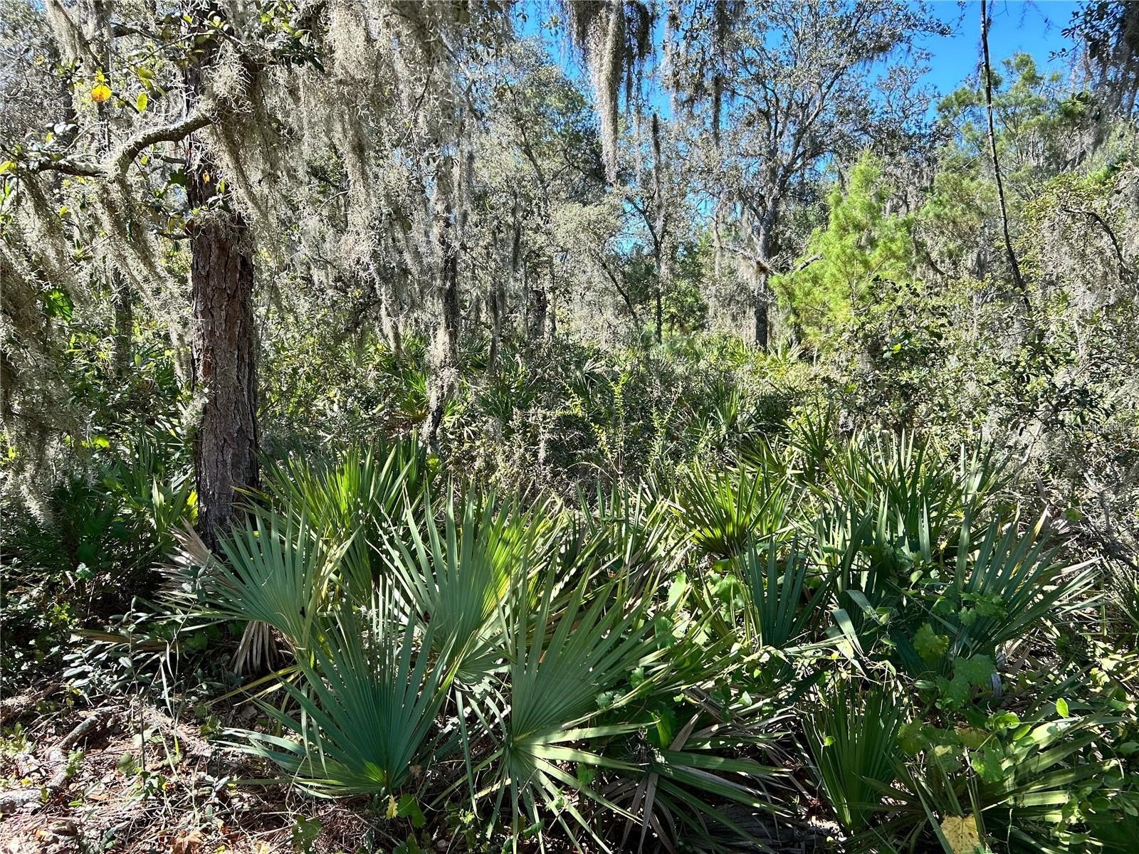 Woodstork Way Frostproof FL 33843 P4938192 image6