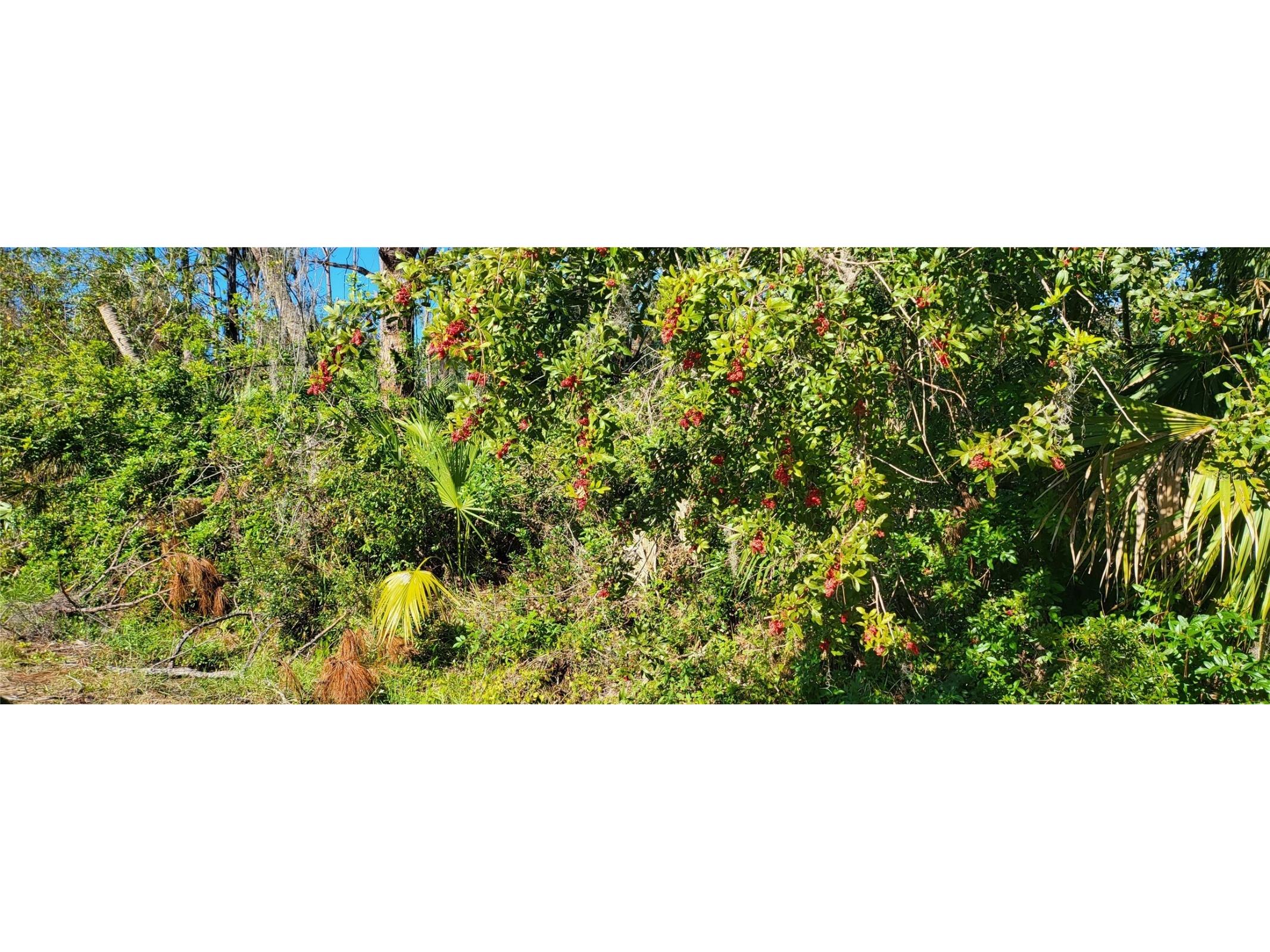 Wooley Avenue North Port FL 34287 N6124491 image1