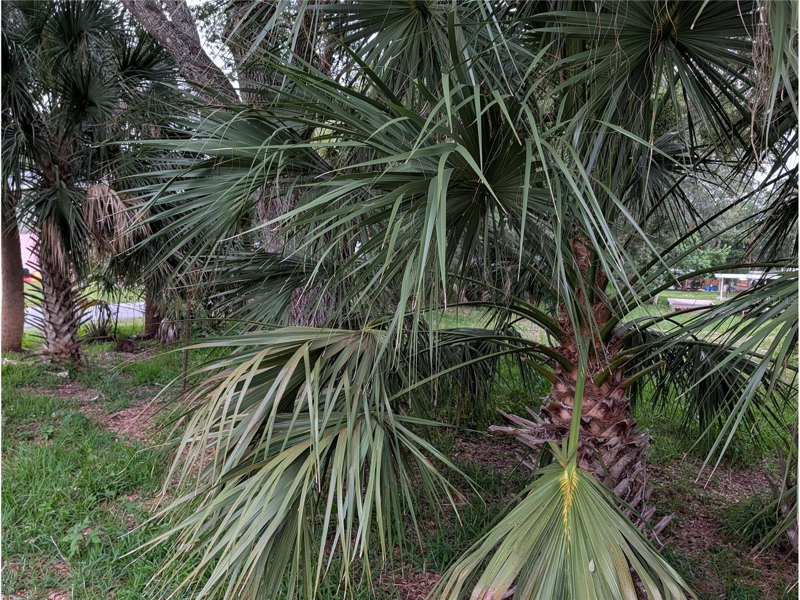 Weeki Wachee FL 34607 TB8517558 image2