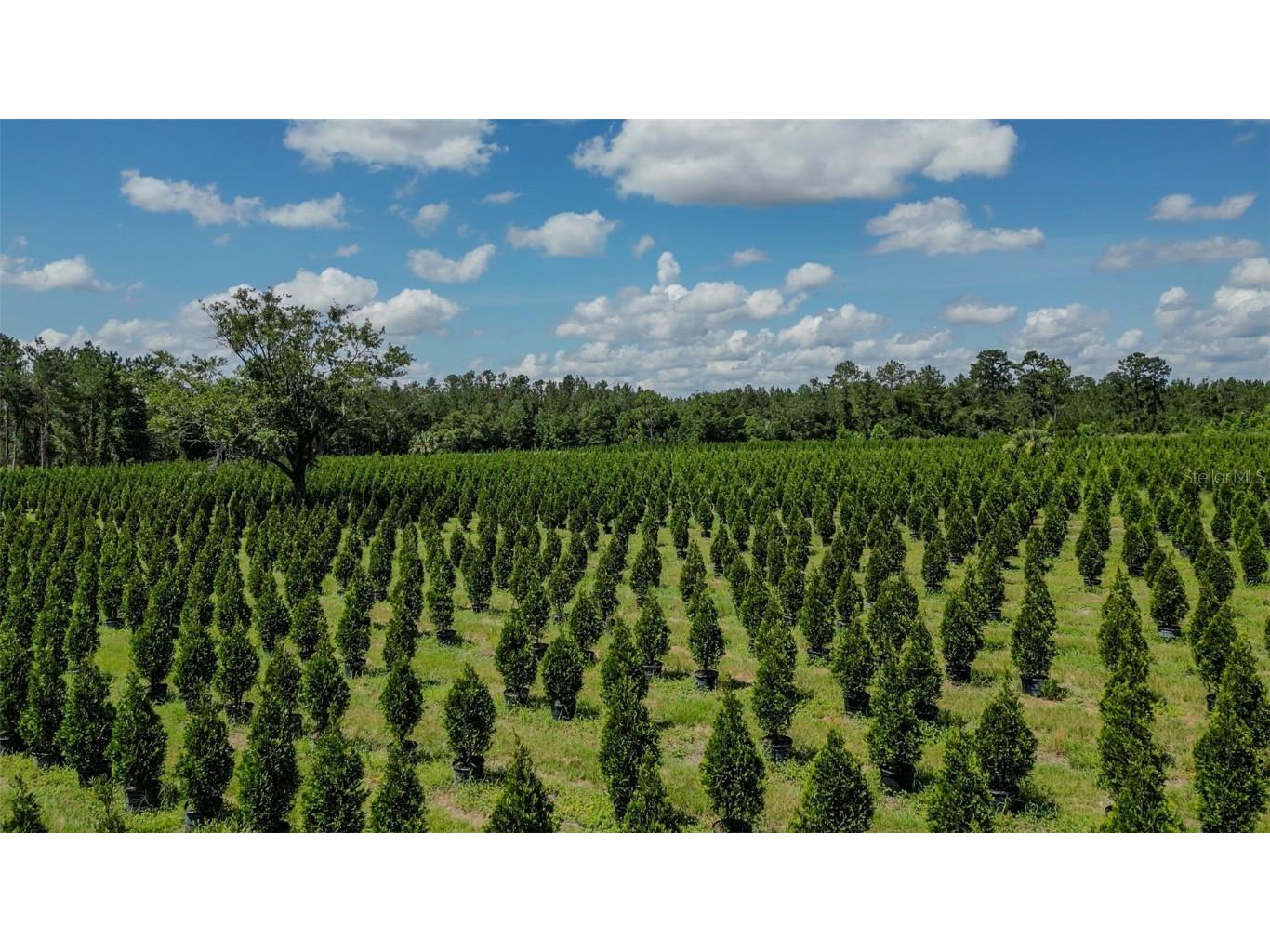  White Springs FL 32096 V4943564 image7