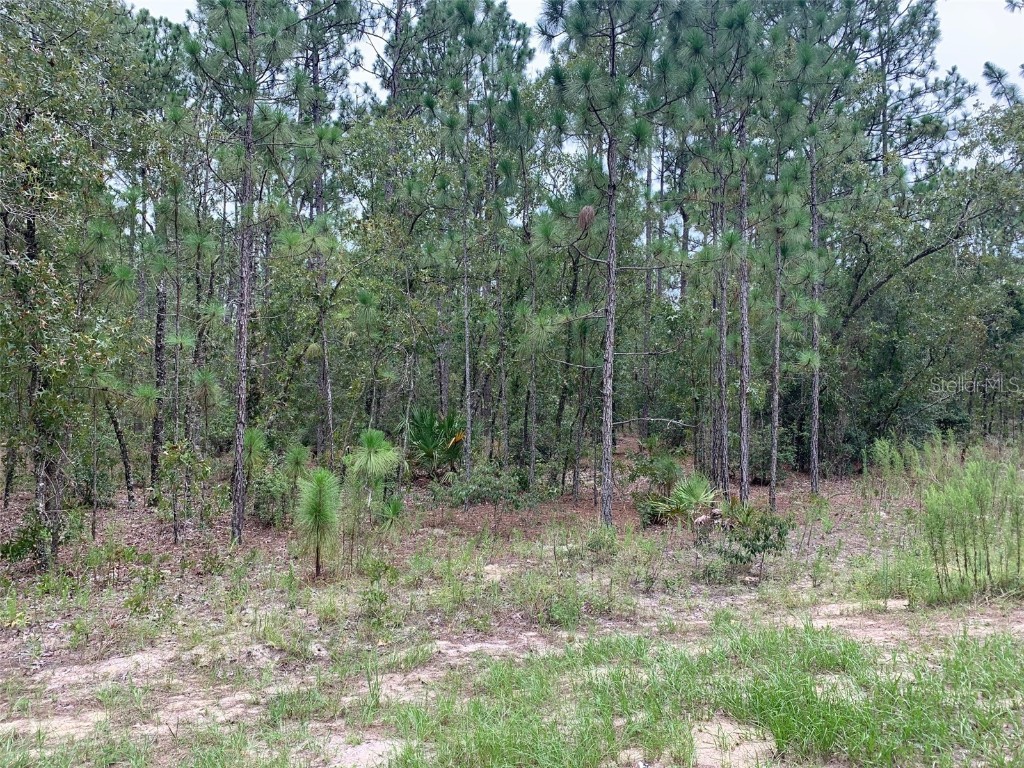 Xxxxy Se 172nd Street Summerfield FL 34491 OM626257 image1