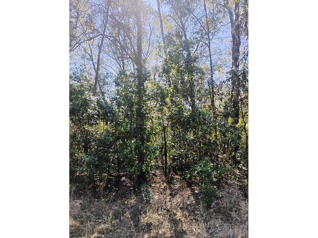 0 282nd Terrace Branford FL 32008 O6285340 image1