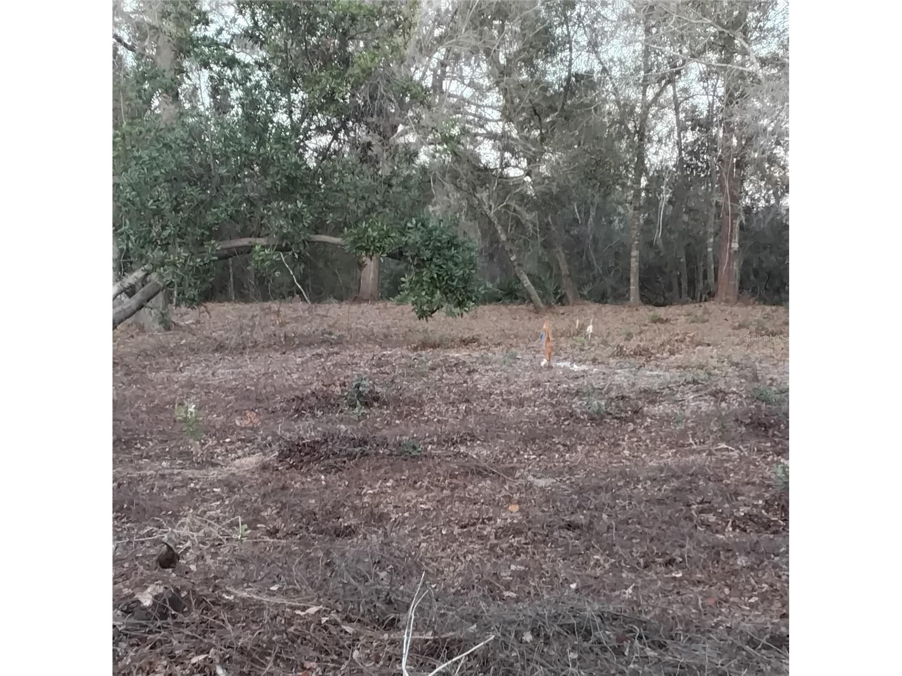 0 Alturas Babson Park Cutoff Road #LOT 78 Bartow FL 33830 G5108534 image8