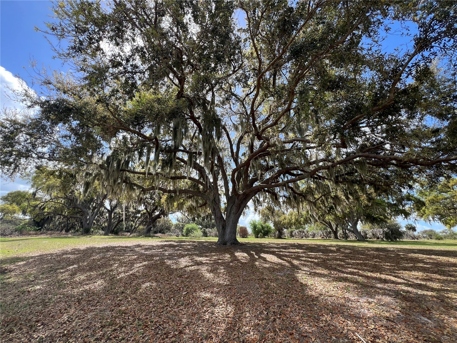 0 Apiary Circle Grand Island FL 32735 - LAKE YALE G5107812 image13