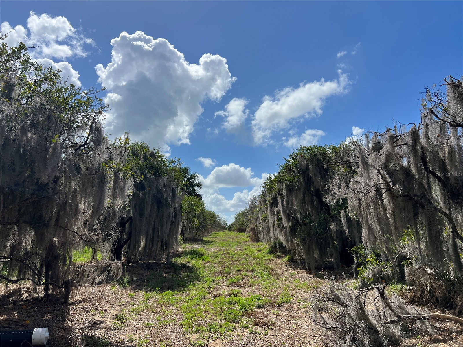 0 Apiary Circle Grand Island FL 32735 - LAKE YALE G5107812 image19