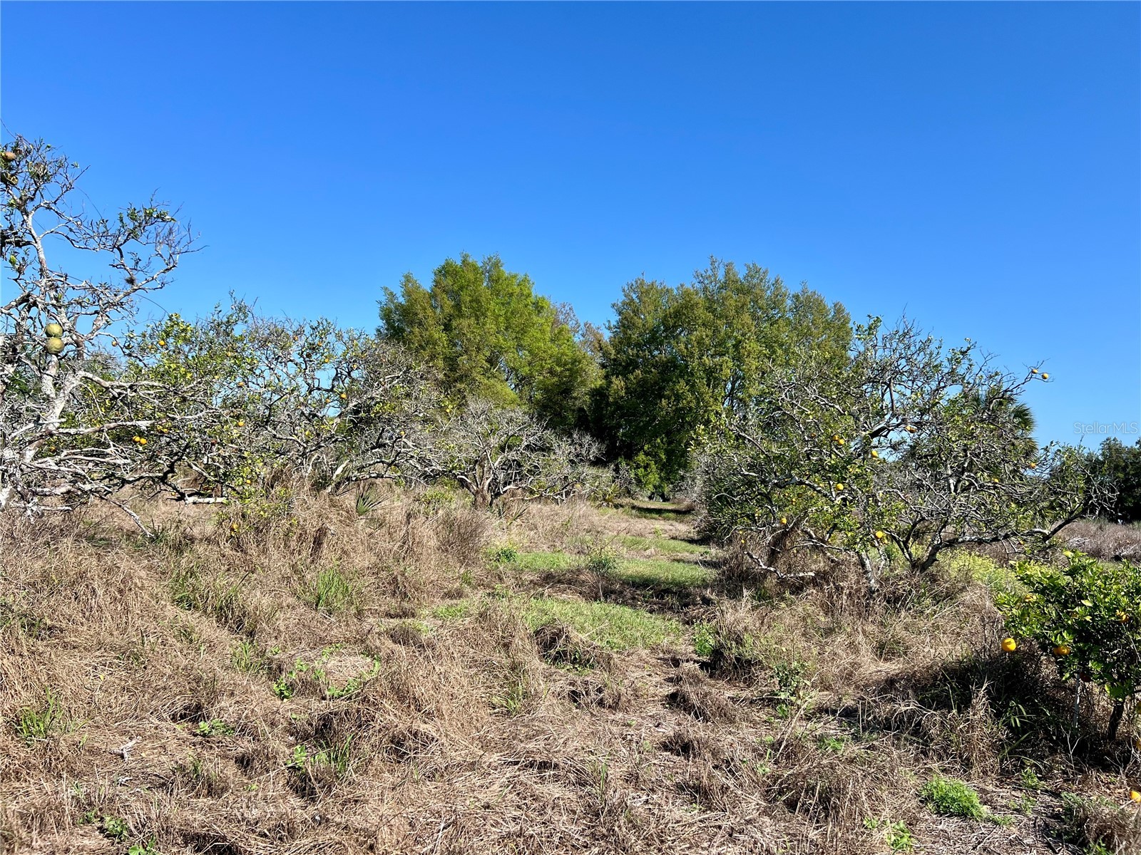 0 Apiary Circle Grand Island FL 32735 - LAKE YALE G5107812 image20