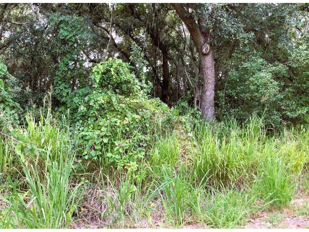 Avalon Road Winter Garden FL 34787 FC309840 image1