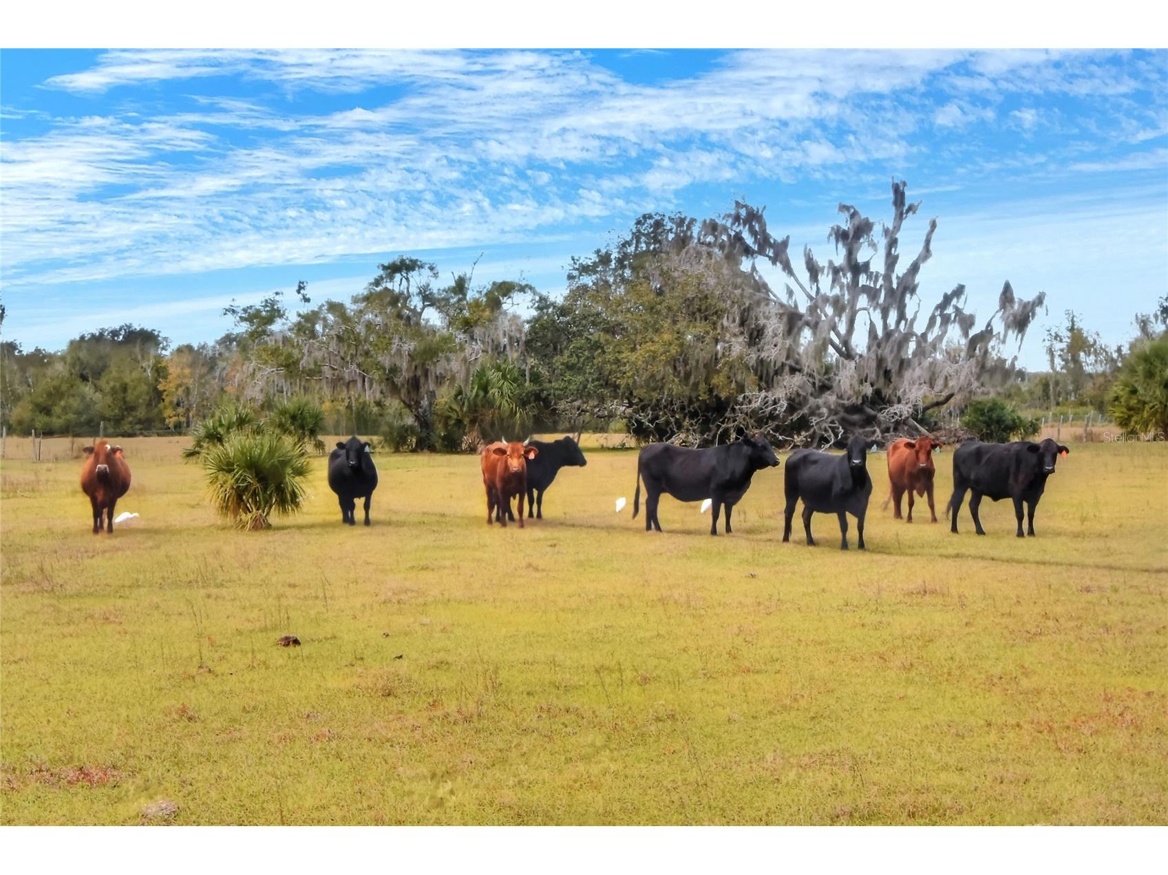 0 Carlton Lake Road Wimauma FL 33598 TB8471506 image7