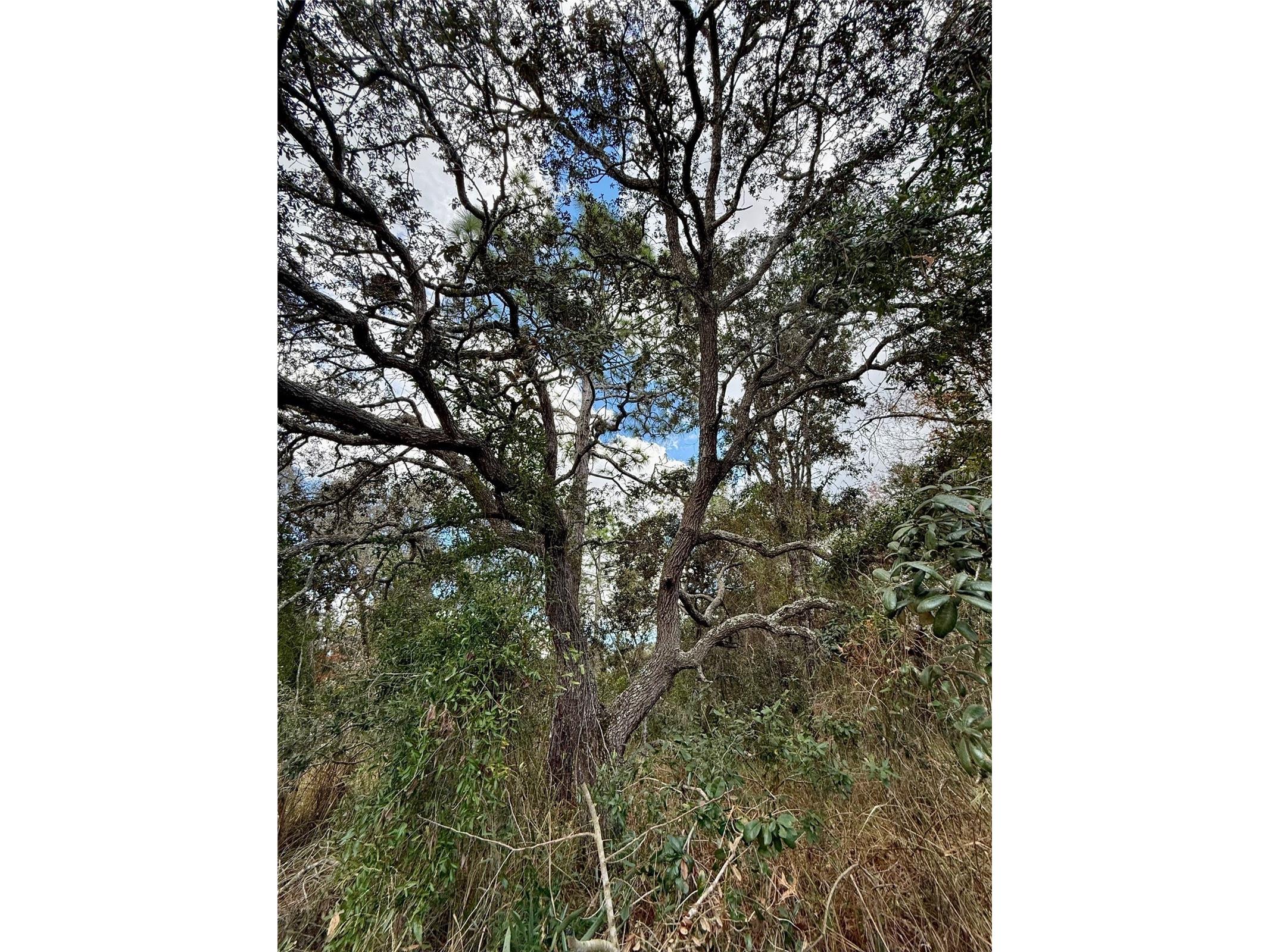 0 Centralia Road Weeki Wachee FL 34614 W7881858 image2