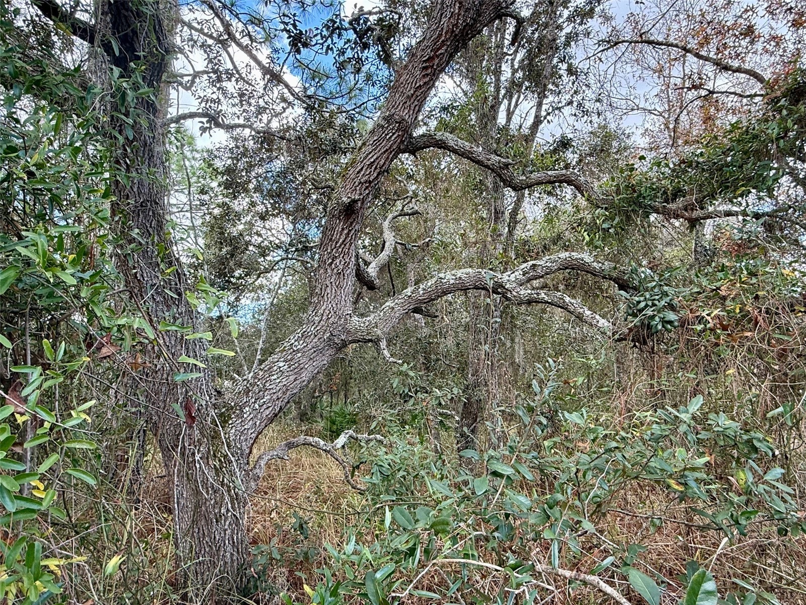 0 Centralia Road Weeki Wachee FL 34614 W7881858 image7