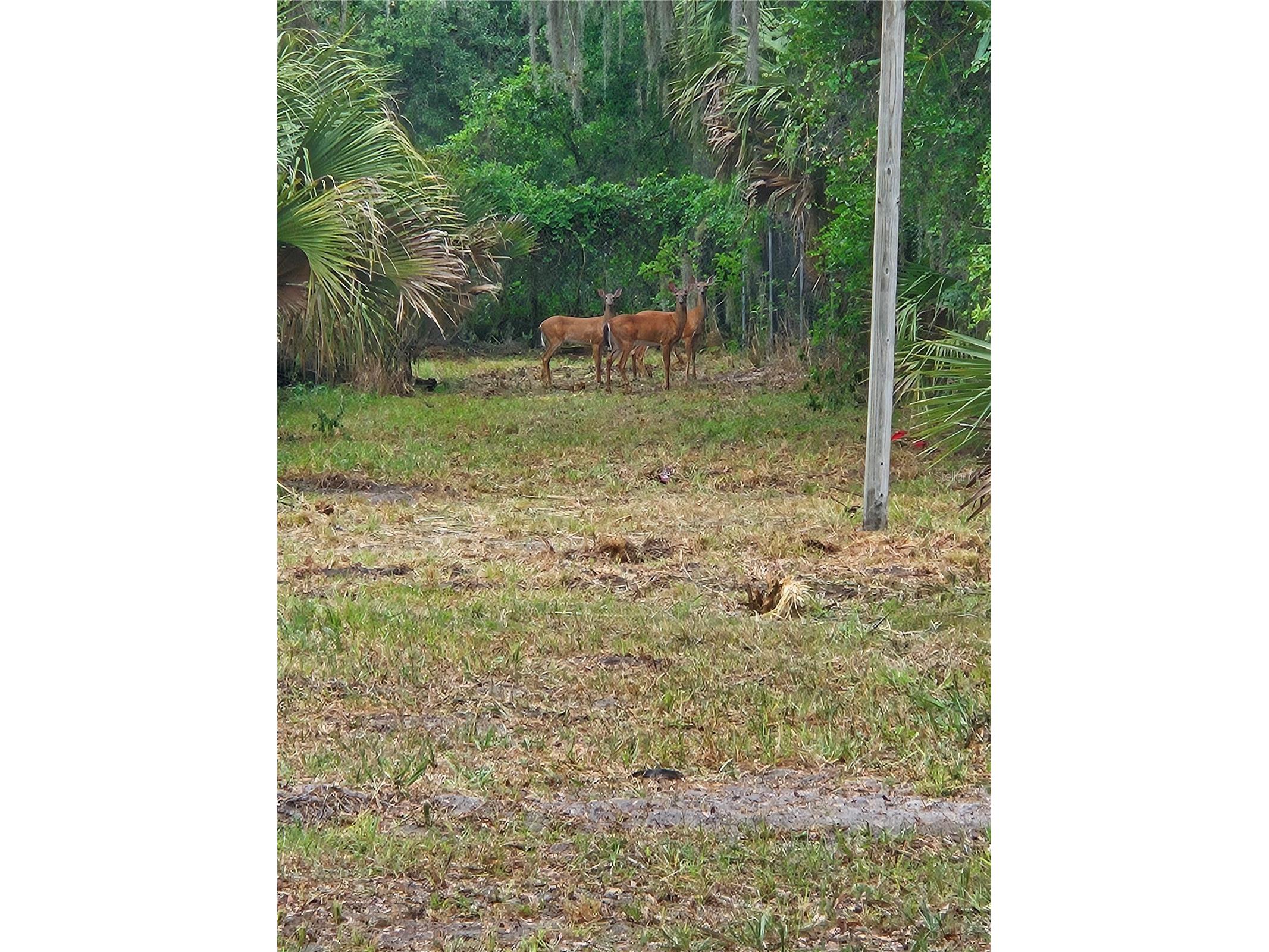 0 Culver Way Geneva FL 32732 O6404342 image7