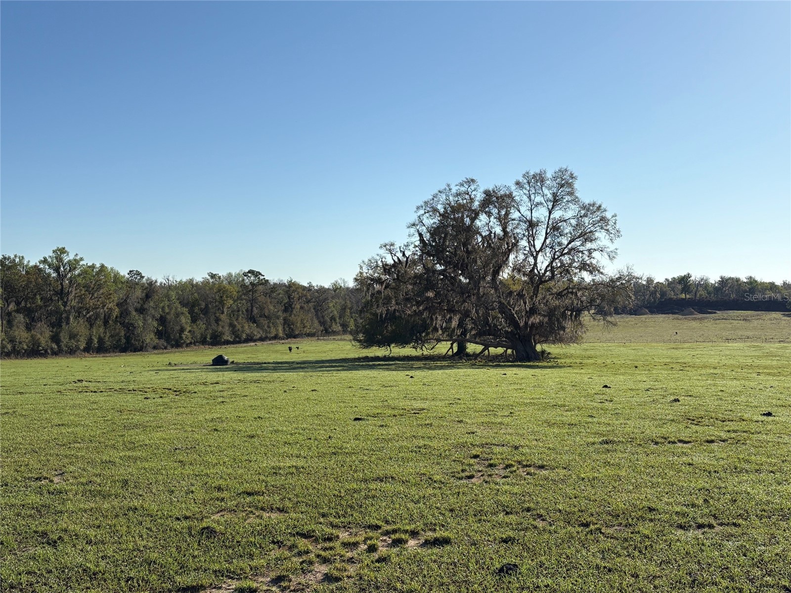 0 Citrus Way (Ne Corner Of Citrus Way And Parsons Rd) Brooksville FL 34601 TB8524078 image7